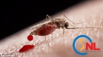Loại trừ vĩnh viễn bệnh sốt rét bằng cách thay đổi DNA của muỗi?