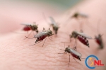 Video: Dấu hiệu cho thấy bạn bị sốt xuất huyết