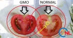 Cách phân biệt cà chua thường và cà chua biến đổi gene