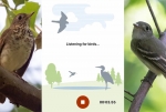 Ứng dụng "Shazam cho chim" nhận diện tiếng hót với độ chính xác không tưởng
